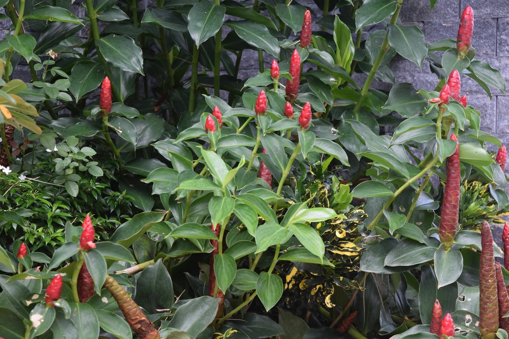 Orchid Guesthouse Phú Quốc Eksteriør billede